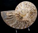 Huge White Choffaticeras Ammonite #8735-3